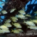 grunt_french_dome_nwp_h_0608_tci2802.jpg